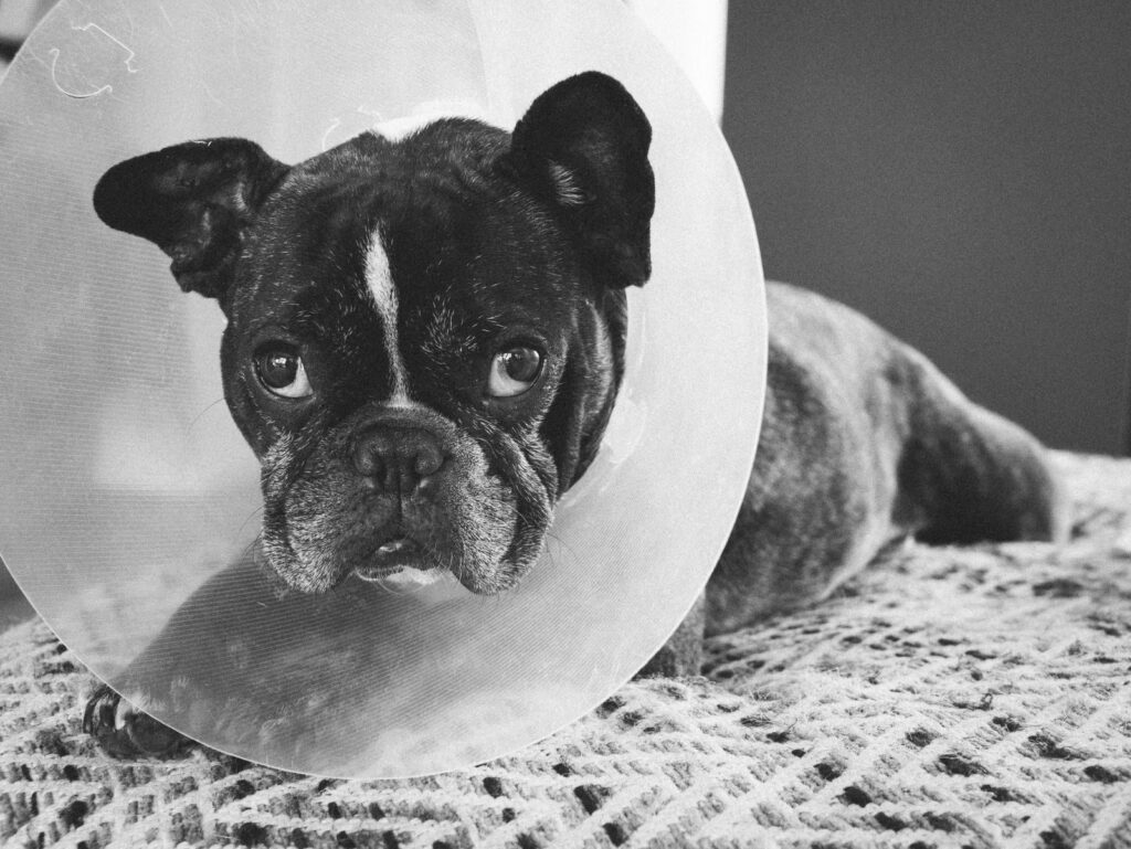 Black and white French Bulldog wearing a protective cone, resting on a blanket