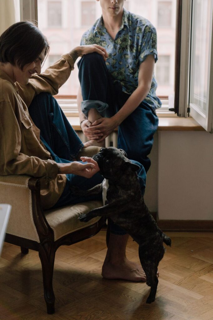 Person in a chair greeting a black French Bulldog standing up against their legs