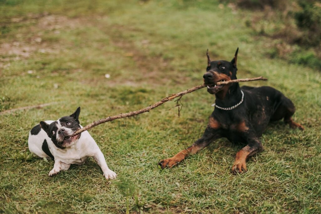 French Bulldog and a larger dog playing tug with a stick on a lawn
