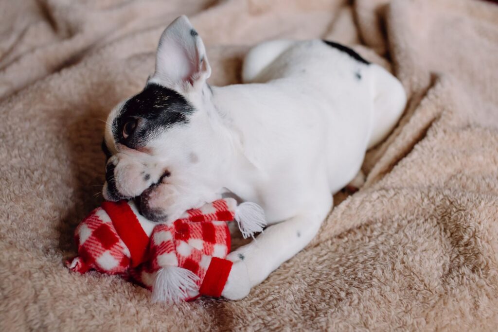 Black and white pied French Bulldog puppy lying on a soft blanket, chewing a red checked toy