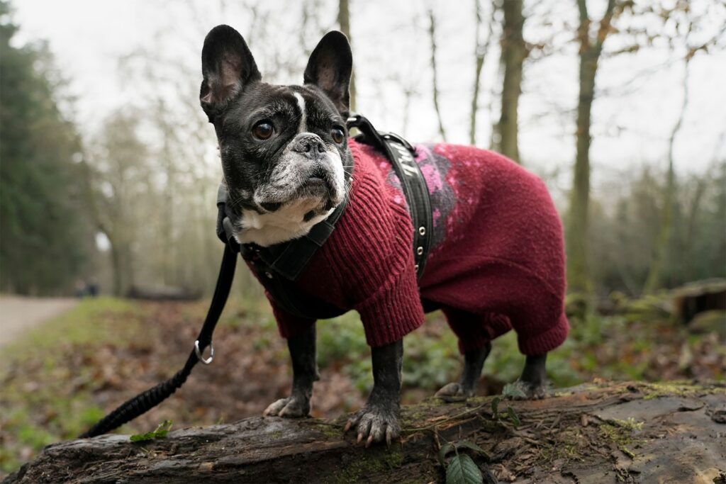 Black French Bulldog in a red knitted sweater on a leash outdoors