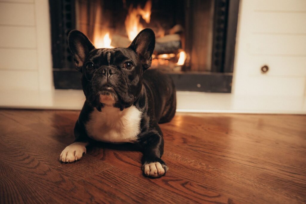 Dark-coated French Bulldog with a white chest lying on a wooden floor in front of a lit fireplace