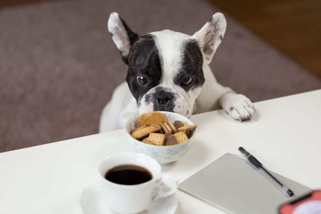 Black and white French Bulldog resting its chin on a table next to a bowl of biscuits