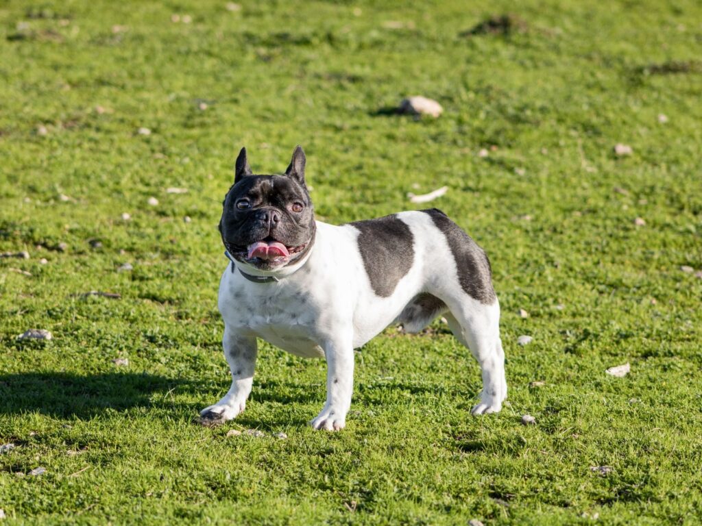 Pied French Bulldog standing on green grass, showing its compact, muscular build and bat ears