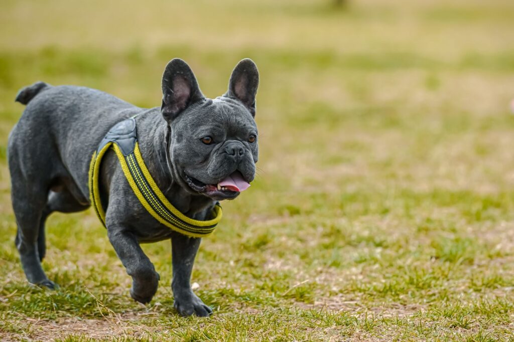 Gray French Bulldog wearing a yellow harness walking across a grassy field