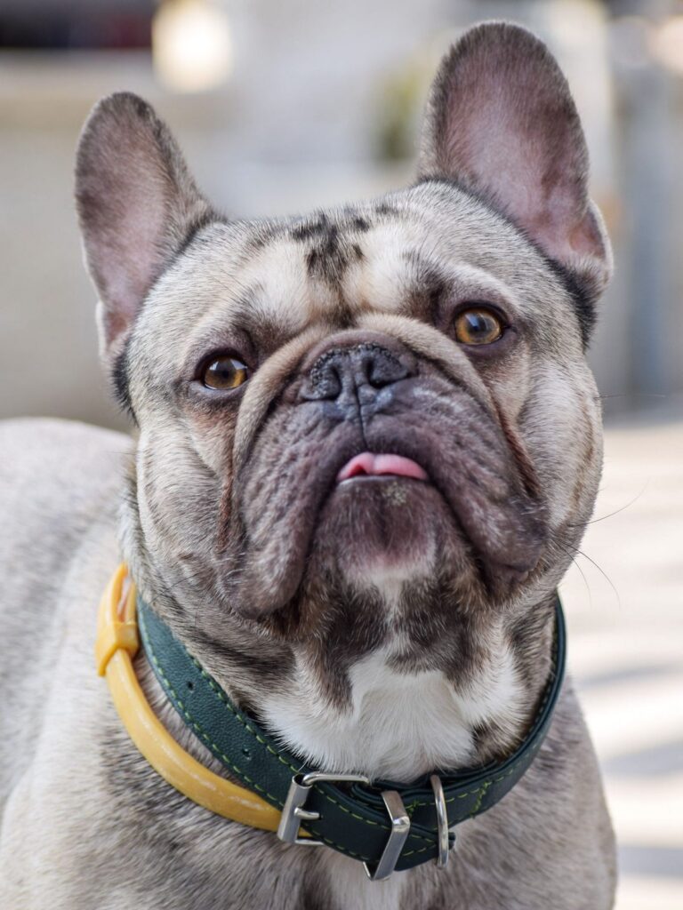 Close-up of a gray and fawn French Bulldog wearing a green collar