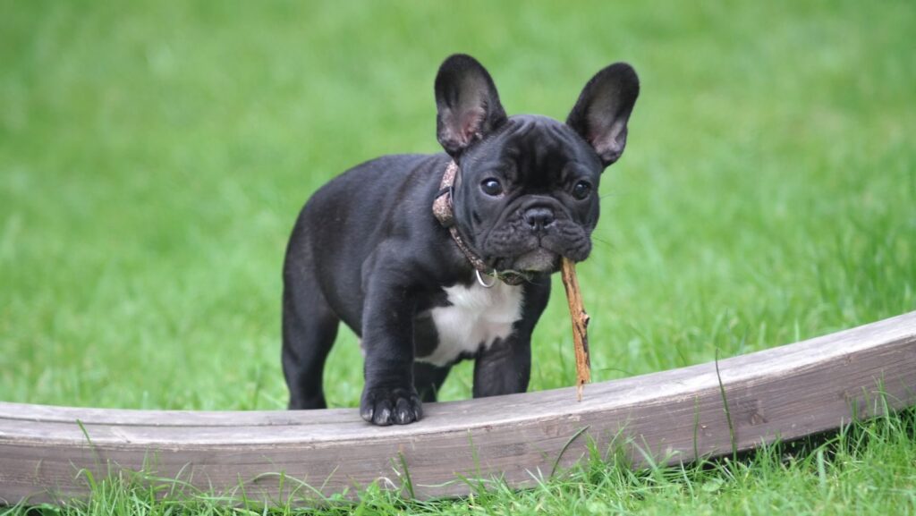 Black French Bulldog puppy with a white chest and a stick in its mouth, standing on a wooden edge in a grassy yard