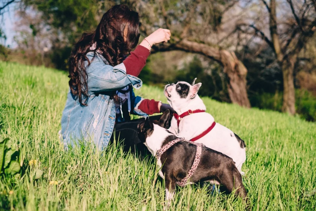 Woman sitting in the grass rewarding two French Bulldogs on leashes
