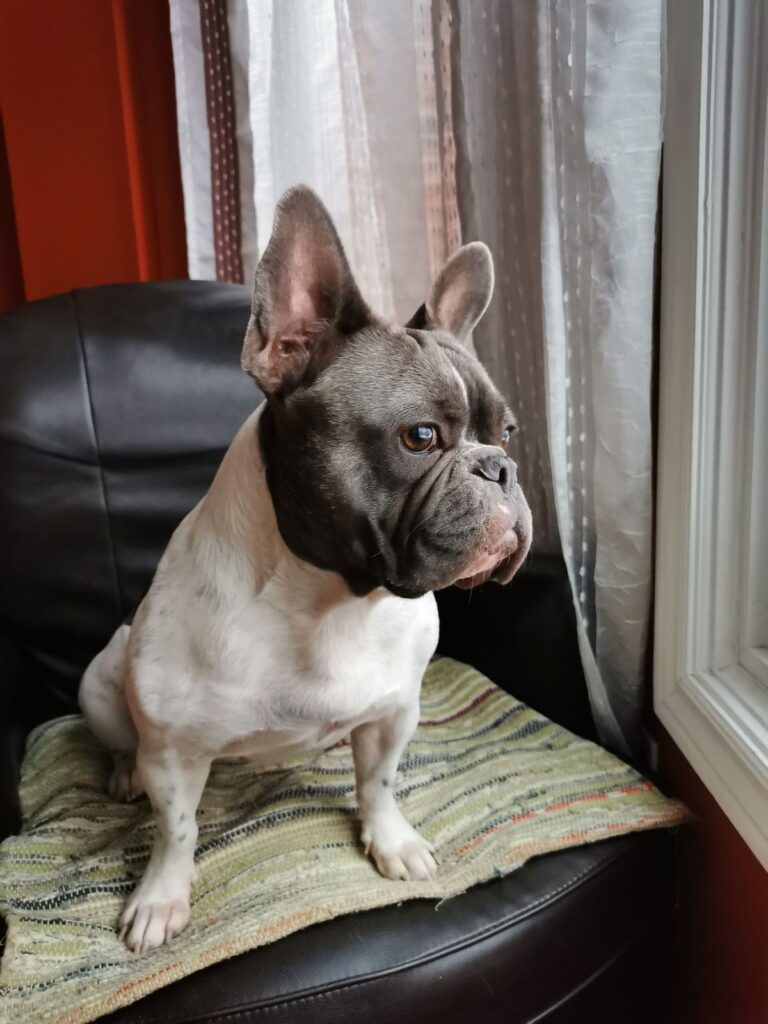 Gray and white French Bulldog sitting on a cushion by a window