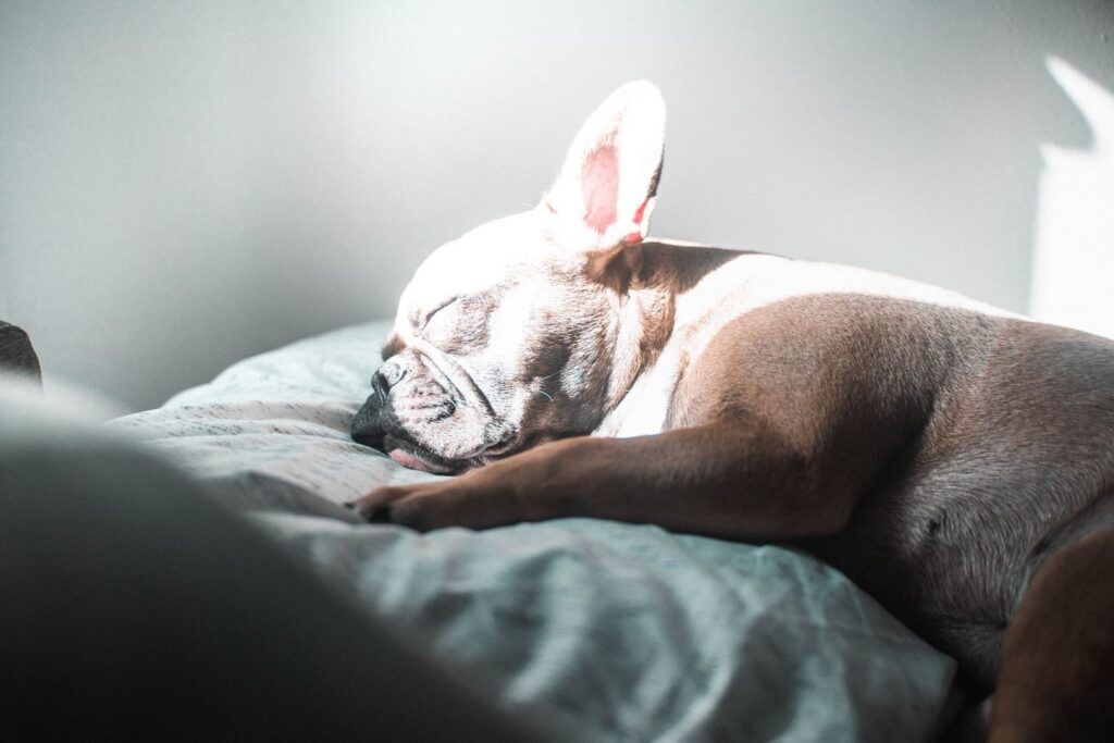 White and fawn French Bulldog sleeping on a soft gray cushion in natural light