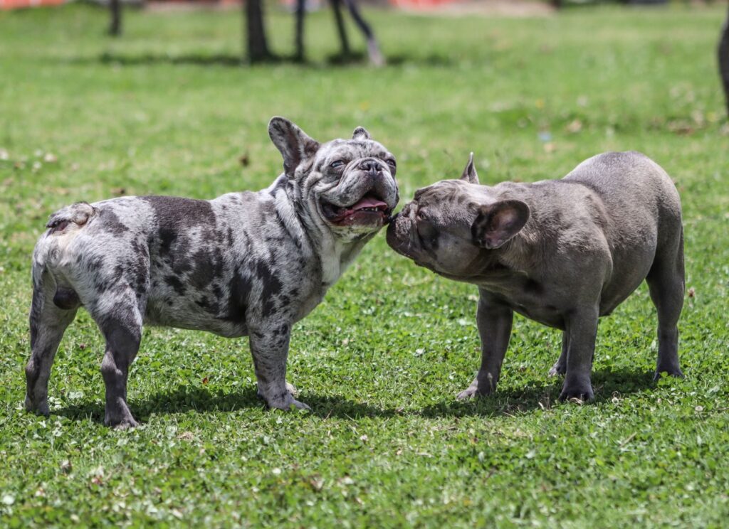Two merle French Bulldogs sniffing each other on grass