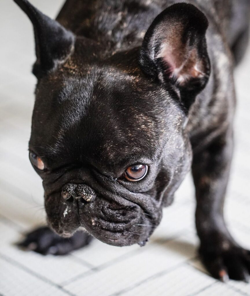 Close-up of a black brindle French Bulldog with food crumbs on its nose, looking down at a light tiled floor