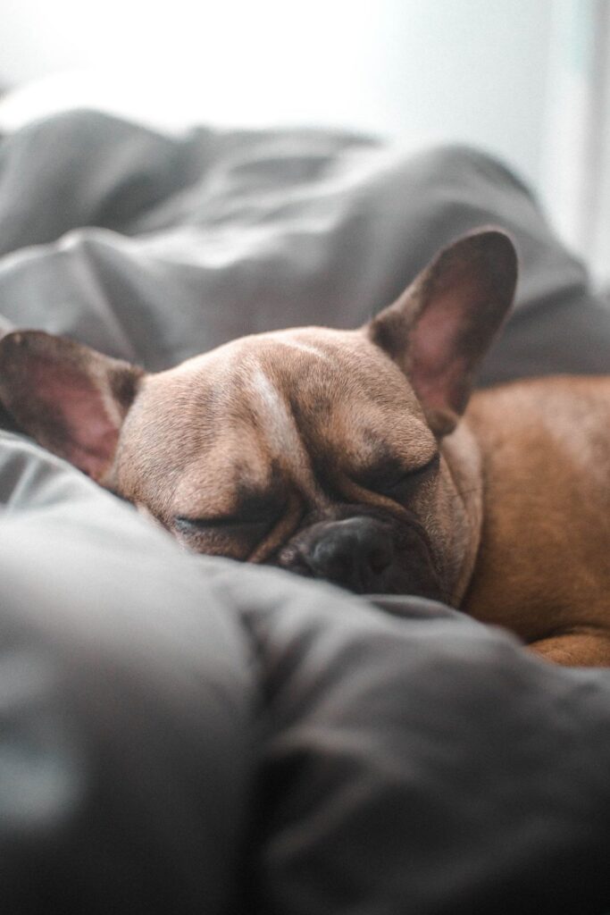 Fawn French Bulldog asleep in soft gray bedding