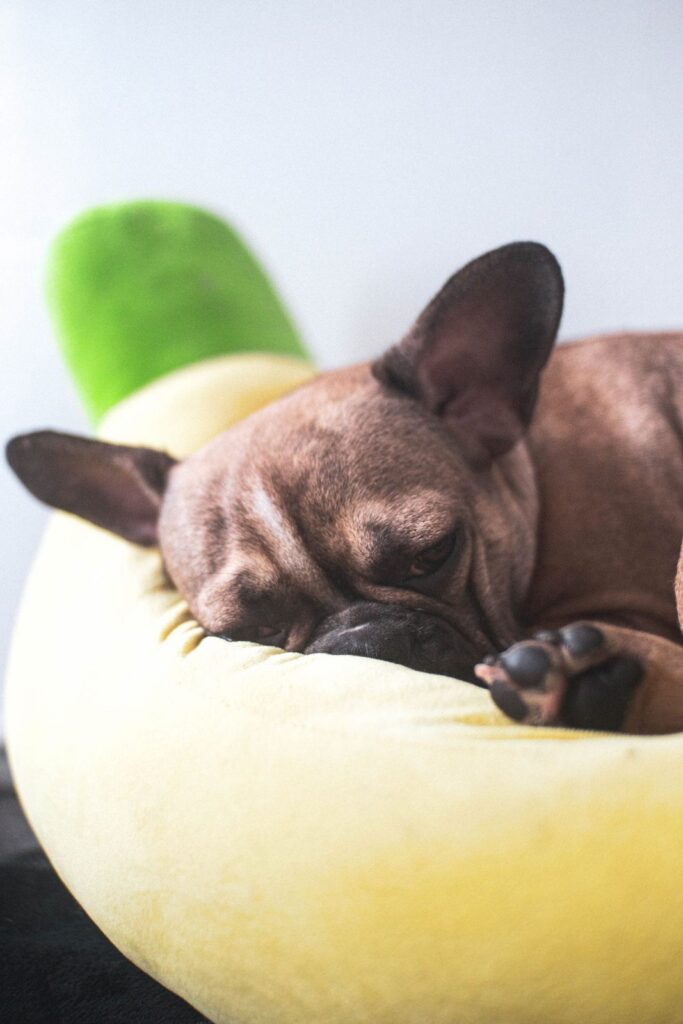 Brown French Bulldog sleeping curled up in a round yellow dog bed
