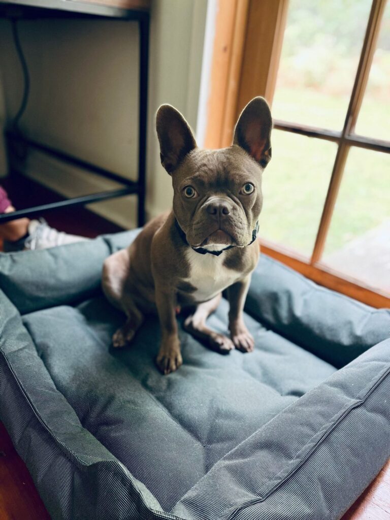 Lilac French Bulldog sitting on a grey rectangular dog bed by a window