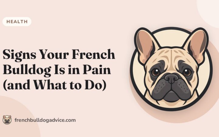 Signs Your French Bulldog Is in Pain (and What to Do) - French Bulldog Advice