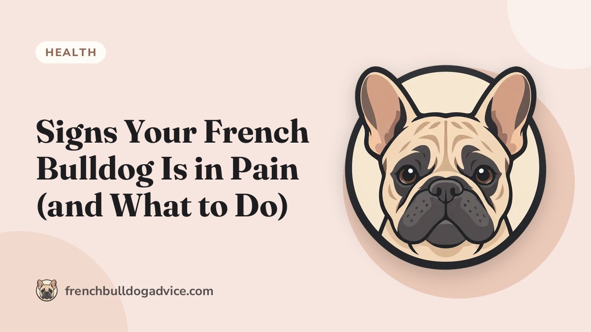 Signs Your French Bulldog Is in Pain (and What to Do) - French Bulldog Advice