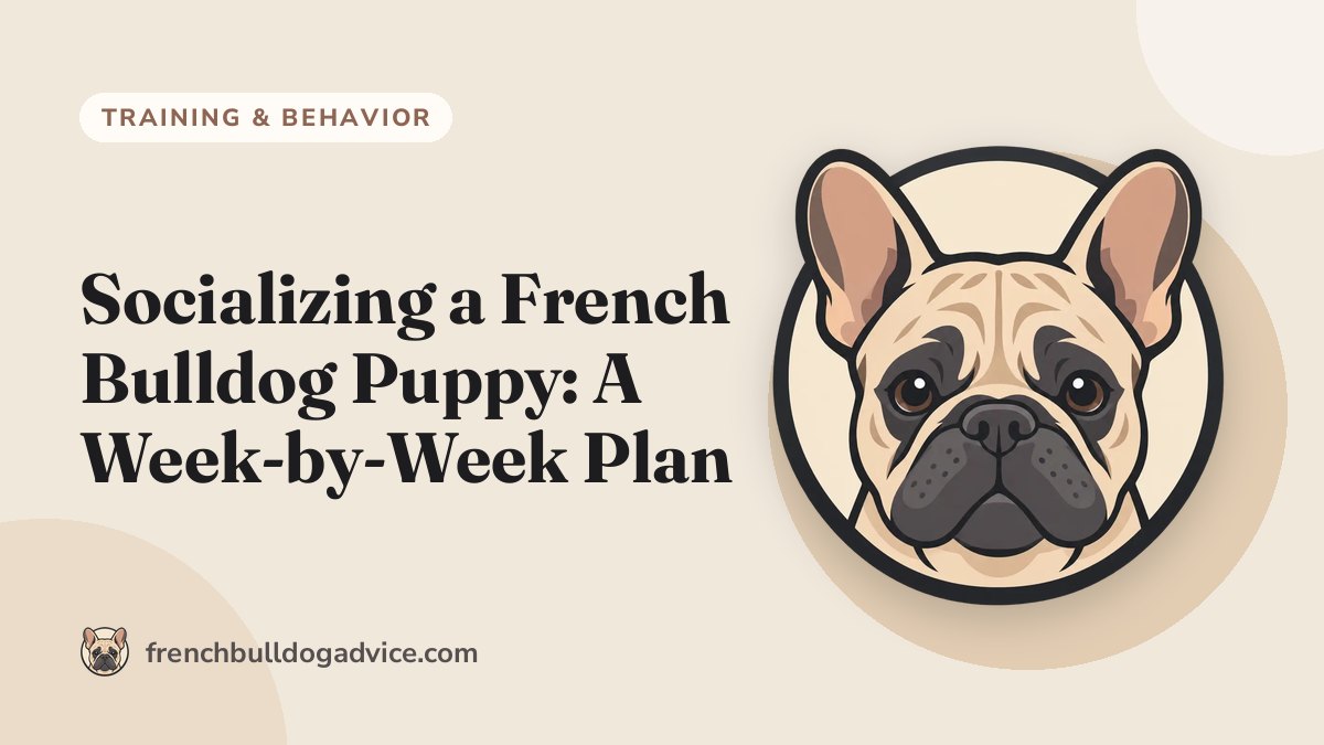 Socializing a French Bulldog Puppy: A Week-by-Week Plan - French Bulldog Advice