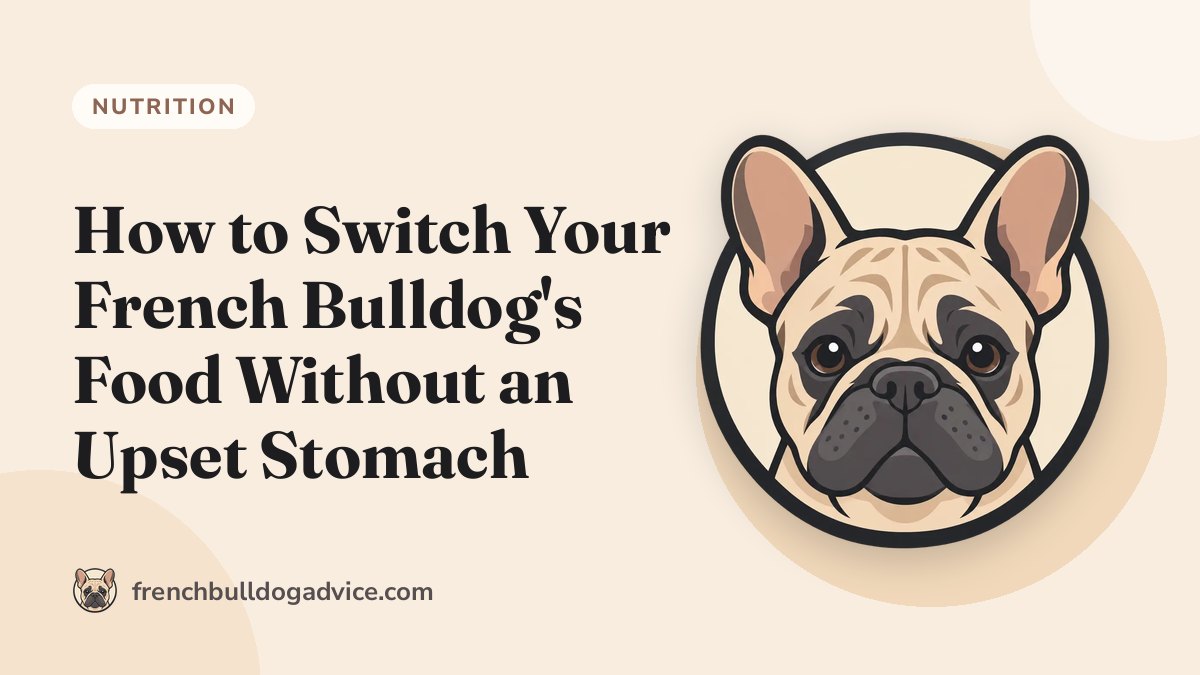 How to Switch Your French Bulldog’s Food Without an Upset Stomach