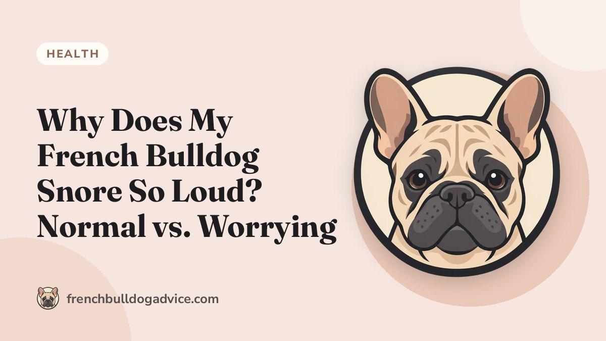 Why Does My French Bulldog Snore So Loud? Normal vs. Worrying - French Bulldog Advice