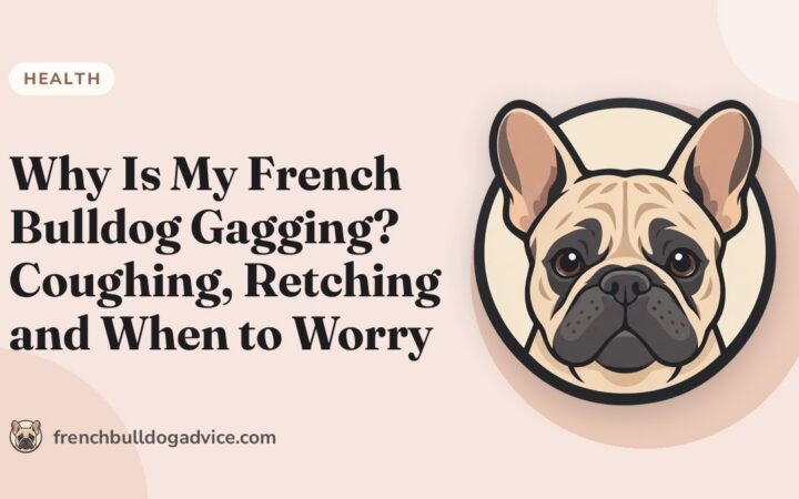 Why Is My French Bulldog Gagging? Coughing, Retching and When to Worry - French Bulldog Advice