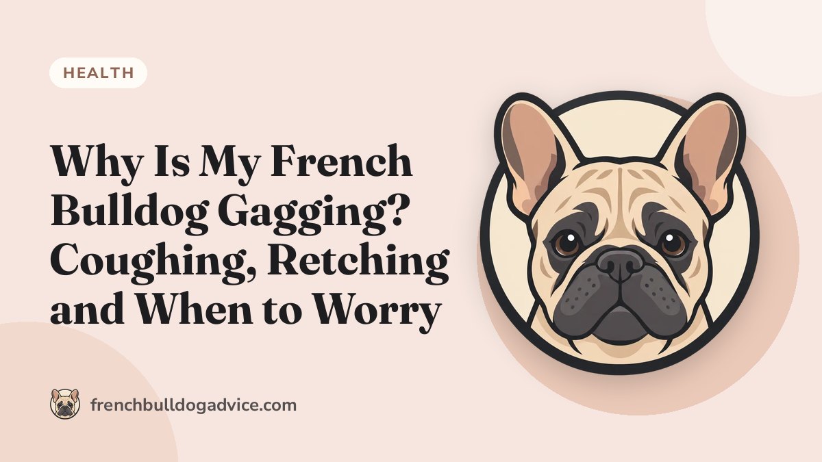 Why Is My French Bulldog Gagging? Coughing, Retching and When to Worry - French Bulldog Advice