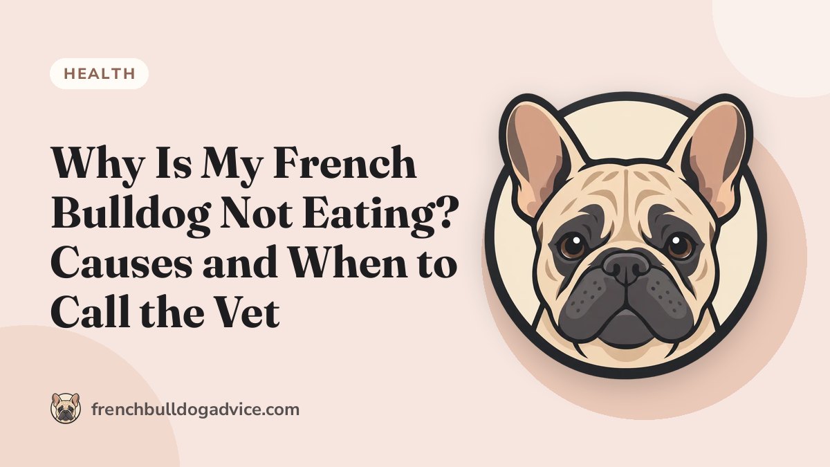 Why Is My French Bulldog Not Eating? Causes and When to Call the Vet - French Bulldog Advice