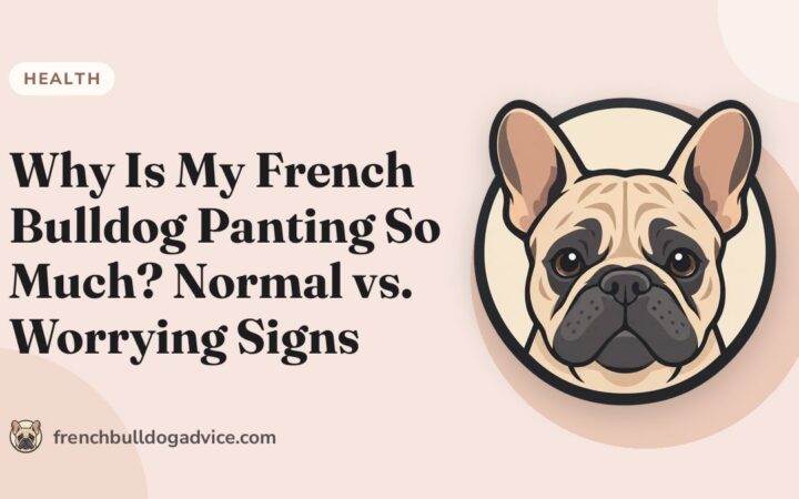 Why Is My French Bulldog Panting So Much? Normal vs. Worrying Signs - French Bulldog Advice