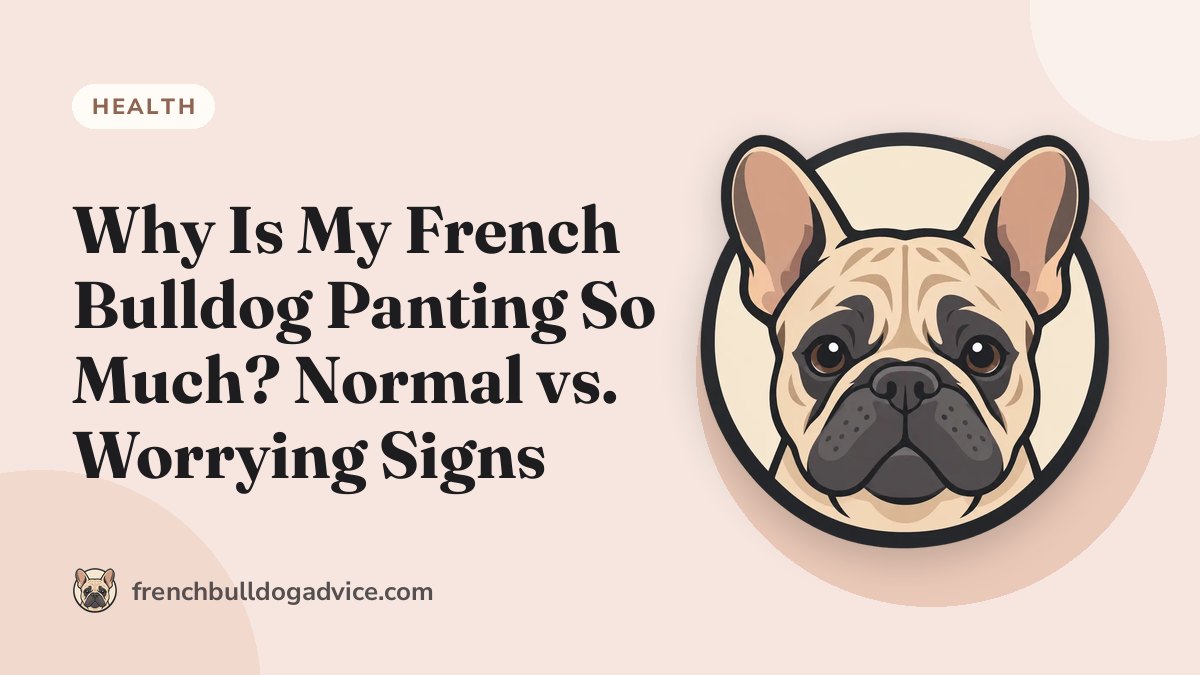 Why Is My French Bulldog Panting So Much? Normal vs. Worrying Signs - French Bulldog Advice
