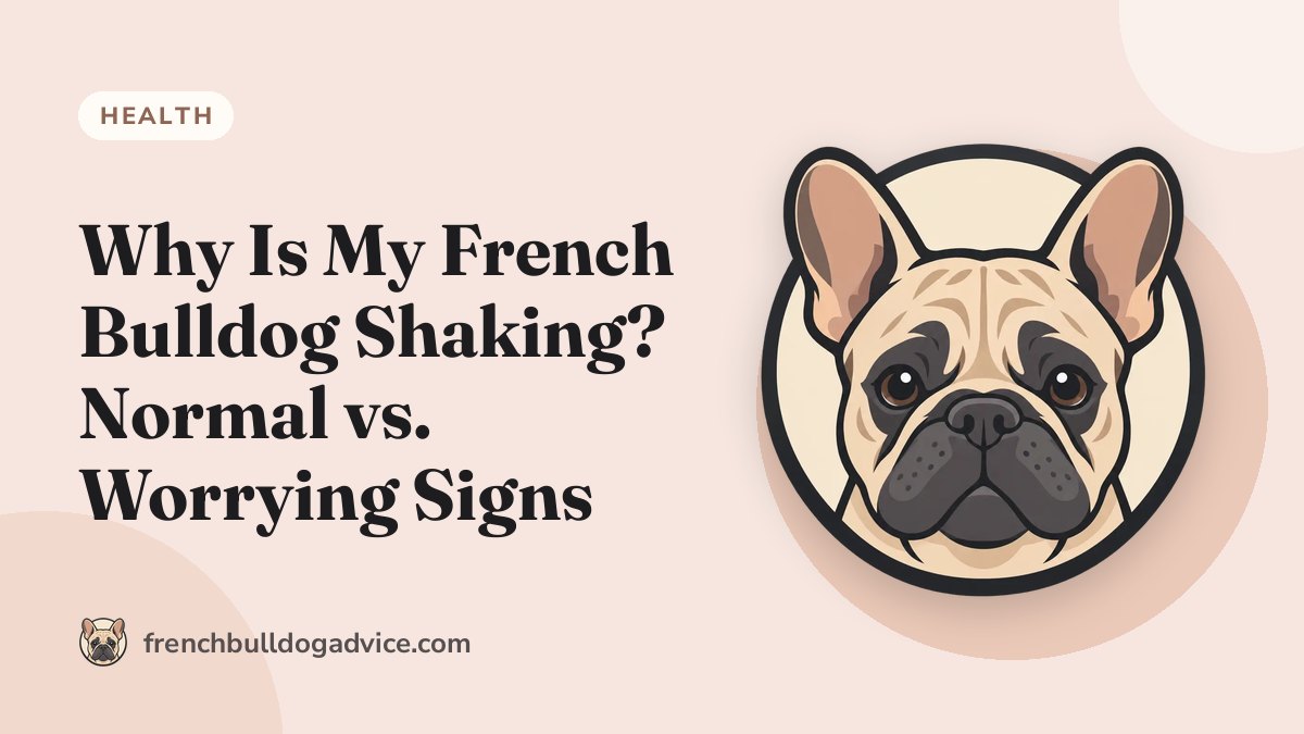 Why Is My French Bulldog Shaking? Normal vs. Worrying Signs - French Bulldog Advice